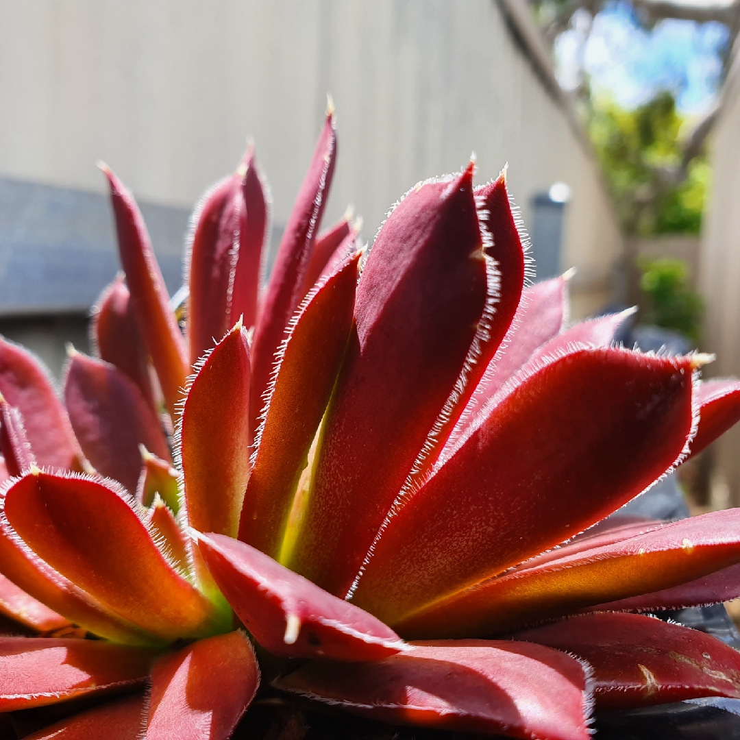 Sempervivum Heuffelii Inferno in the GardenTags plant encyclopedia