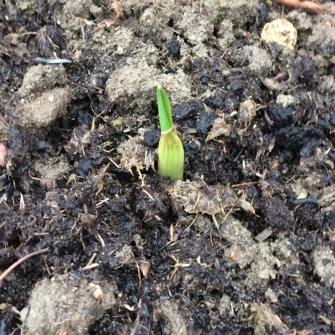 Garlic (Softneck) Mersley Wight in the GardenTags plant encyclopedia