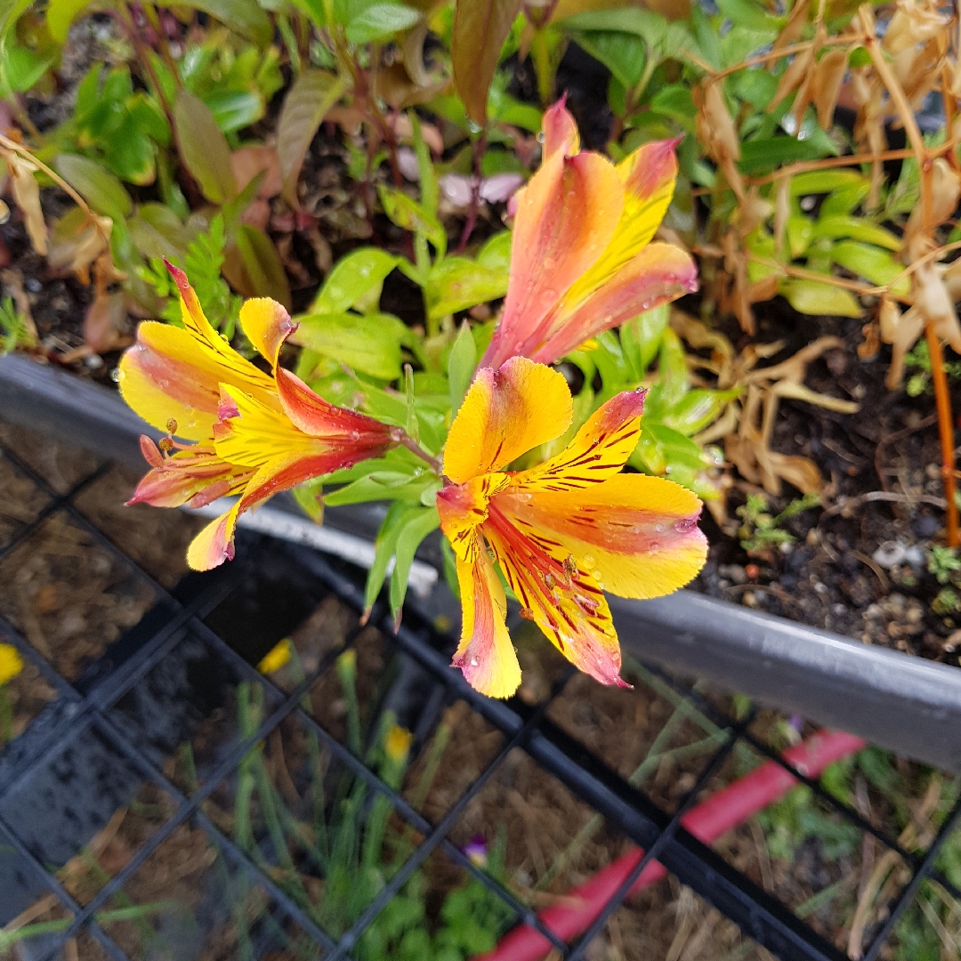 Peruvian Lily Priness Diana in the GardenTags plant encyclopedia