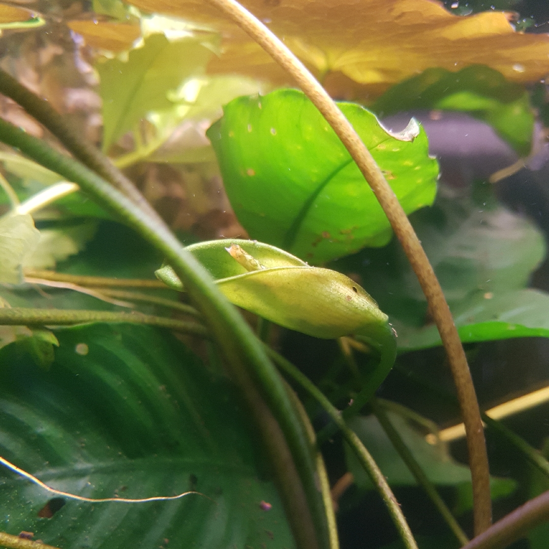 Dwarf Anubias in the GardenTags plant encyclopedia