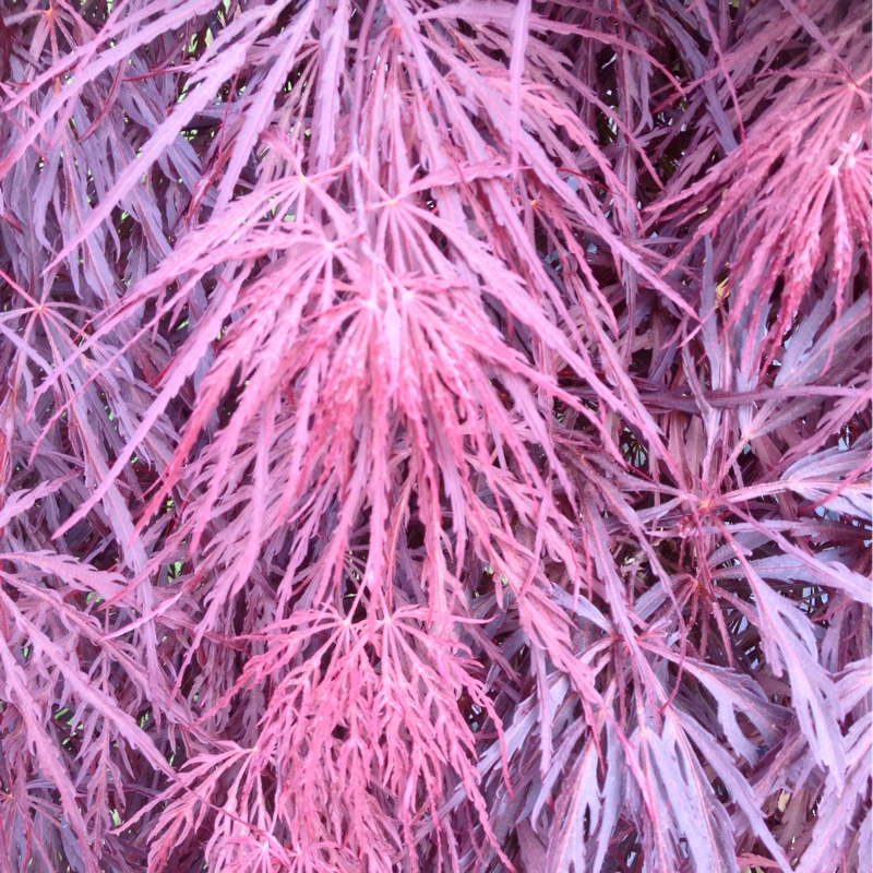 Cut Leaf Japanese Maple Tamukeyama in the GardenTags plant encyclopedia