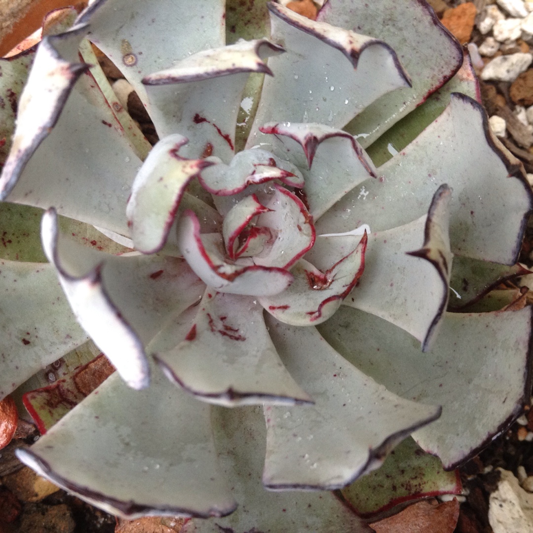 Echeveria Strictiflora in the GardenTags plant encyclopedia