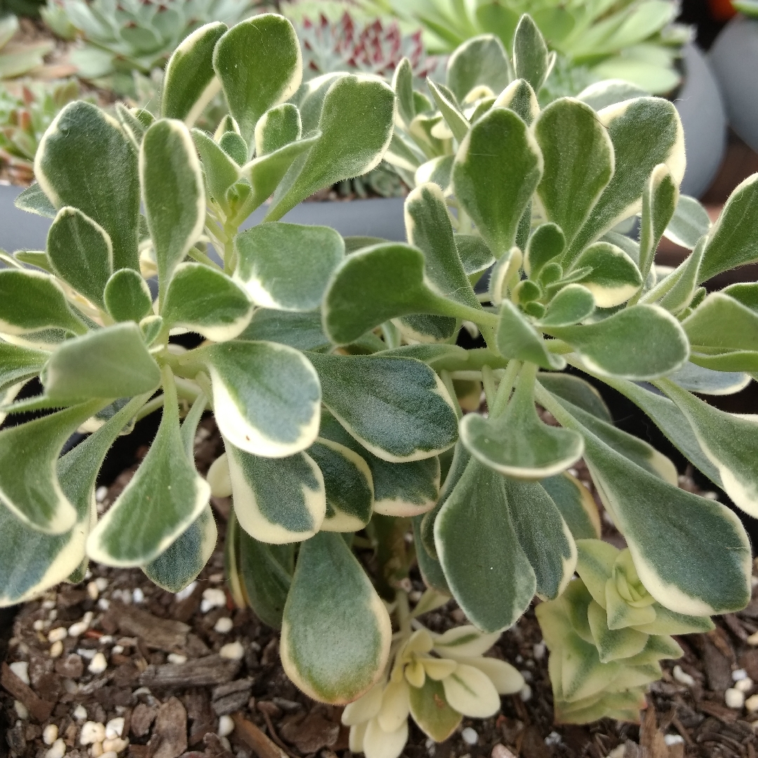 Aeonium Domesticum Variegated in the GardenTags plant encyclopedia