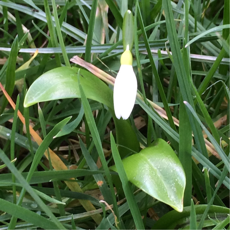 Snowdrop (Species) Green Snowdrop in the GardenTags plant encyclopedia