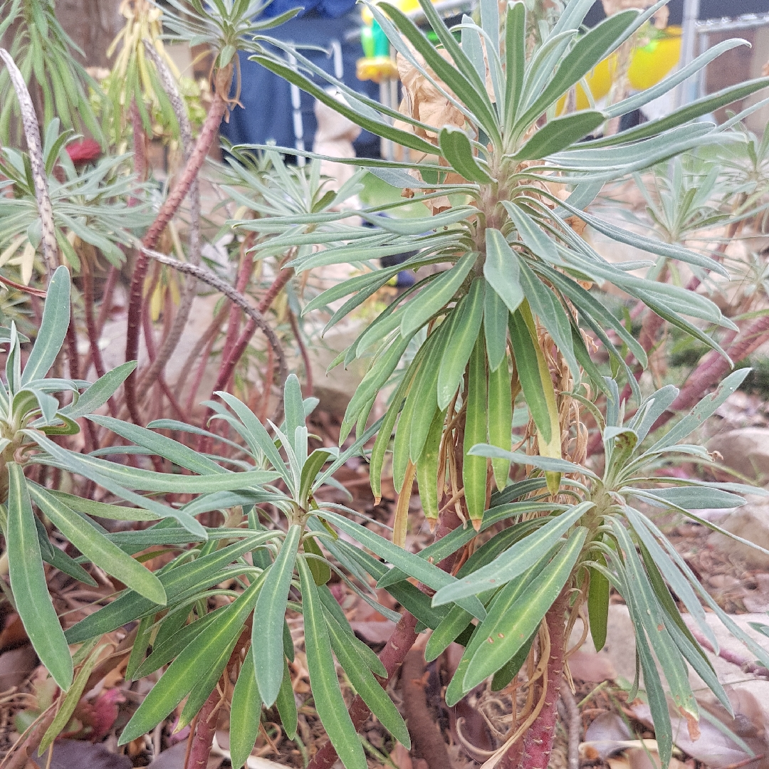 Mediterranean Spurge Shorty in the GardenTags plant encyclopedia