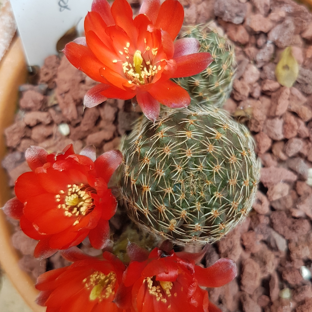 Rebutia Cajasensis in the GardenTags plant encyclopedia