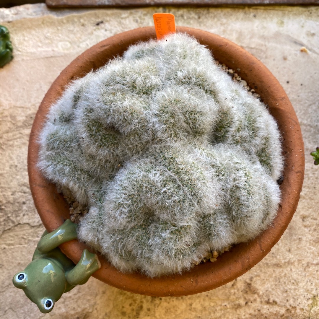 Powder Puff Cactus Crested in the GardenTags plant encyclopedia