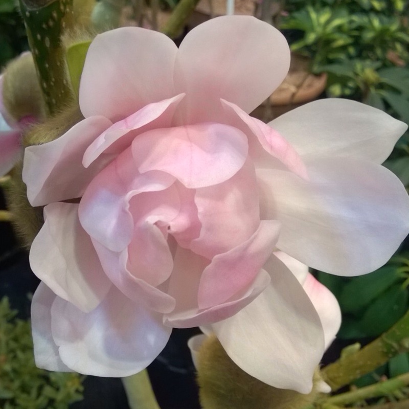 Magnolia Pink Beauty in the GardenTags plant encyclopedia