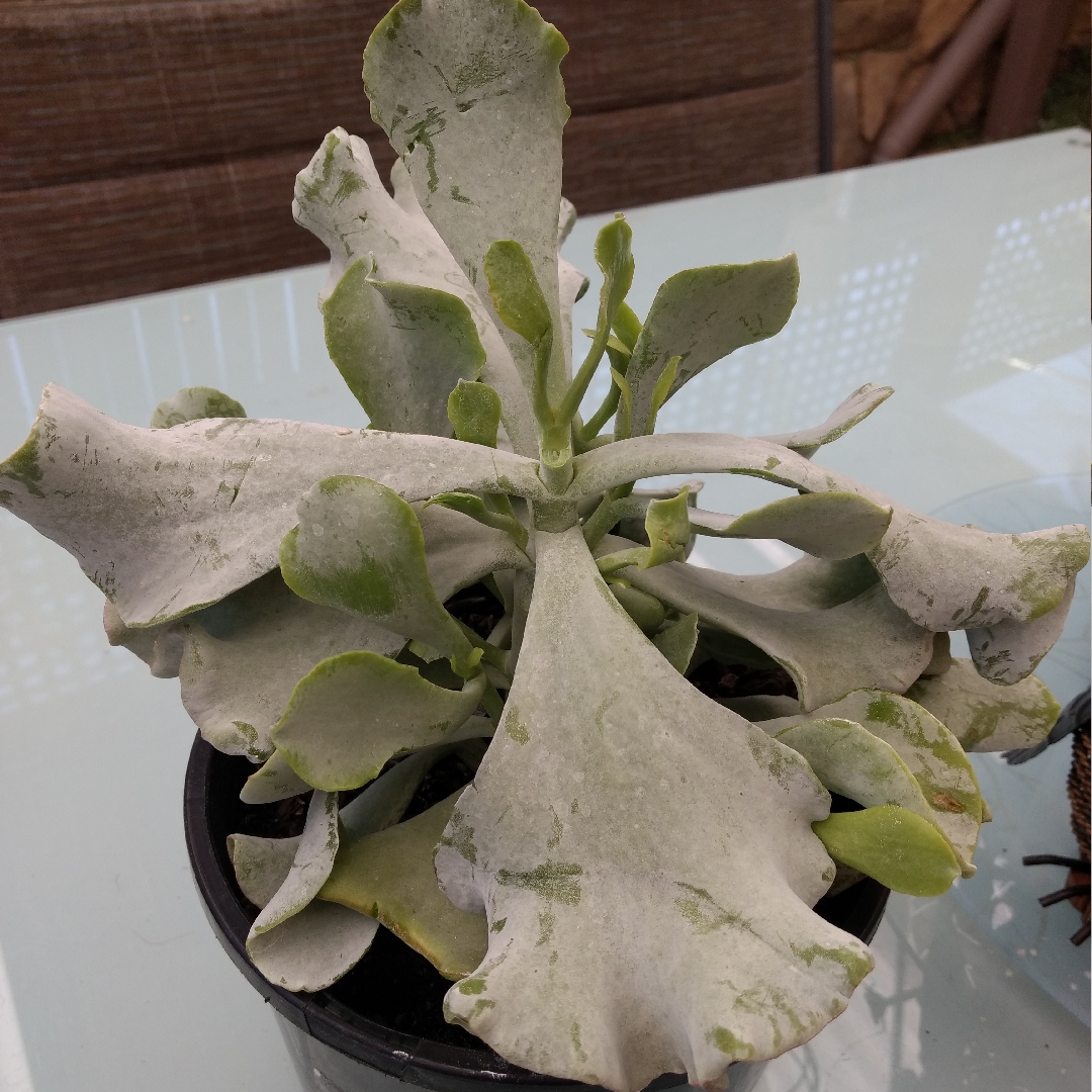 Cotyledon Blue Waves in the GardenTags plant encyclopedia