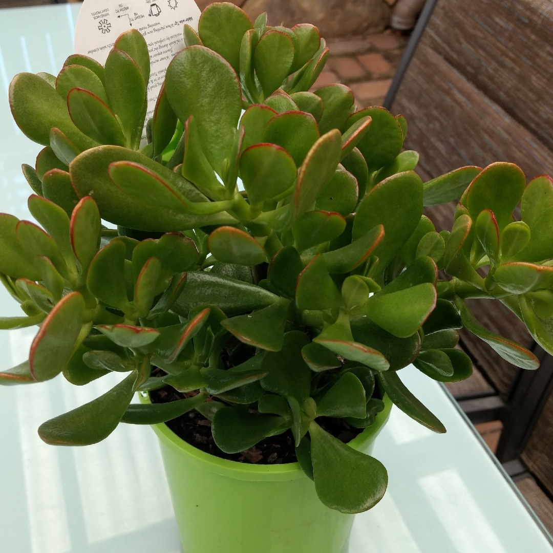 Crassula Harbour Lights in the GardenTags plant encyclopedia