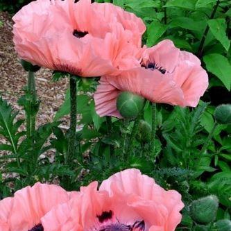 Oriental Poppy Princess Victoria Louise in the GardenTags plant encyclopedia