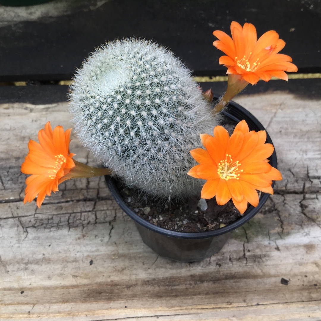 Mammillaria schwartzii in the GardenTags plant encyclopedia