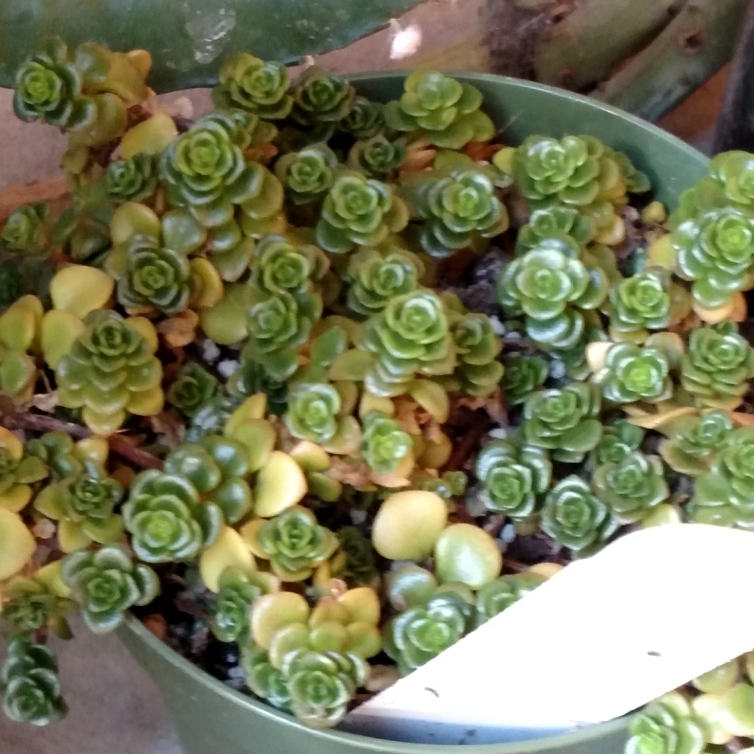 Stonecrop Salsa Verde in the GardenTags plant encyclopedia