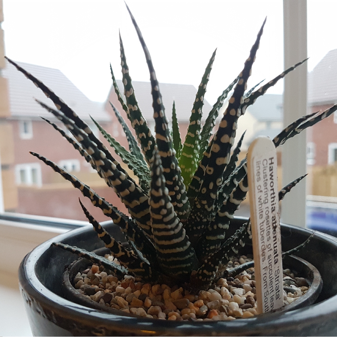 Zebra Haworthia Striata in the GardenTags plant encyclopedia