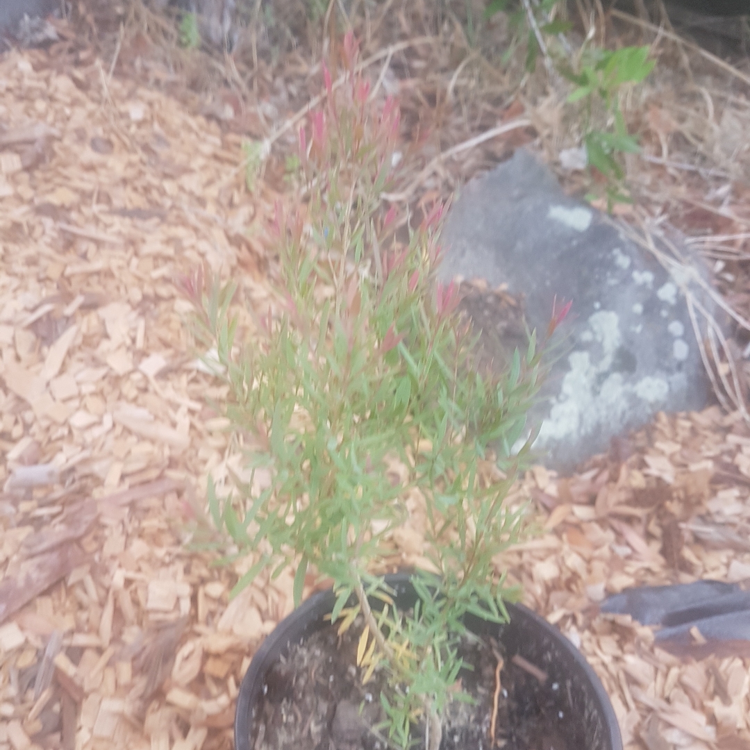 Honey Myrtle Claret Tops in the GardenTags plant encyclopedia