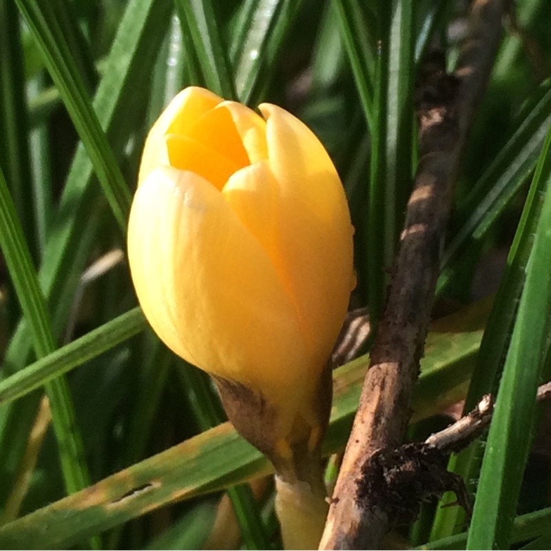 Crocus Romance in the GardenTags plant encyclopedia