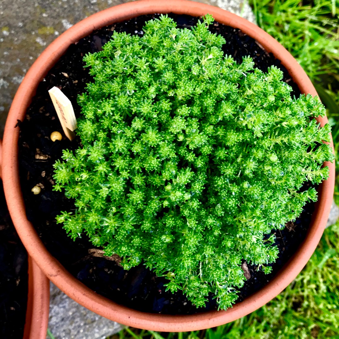 Mossy Stonecrop in the GardenTags plant encyclopedia