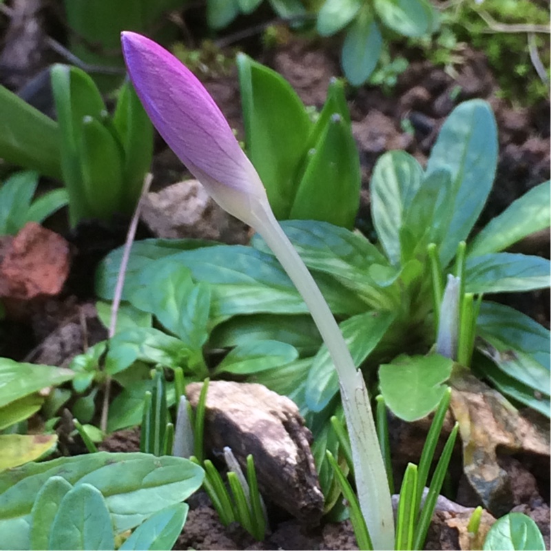 Crocus Barrs Purple in the GardenTags plant encyclopedia