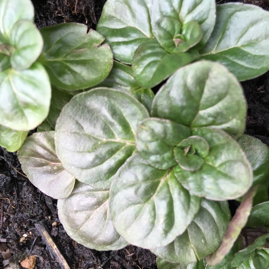 Mandarin Mint in the GardenTags plant encyclopedia