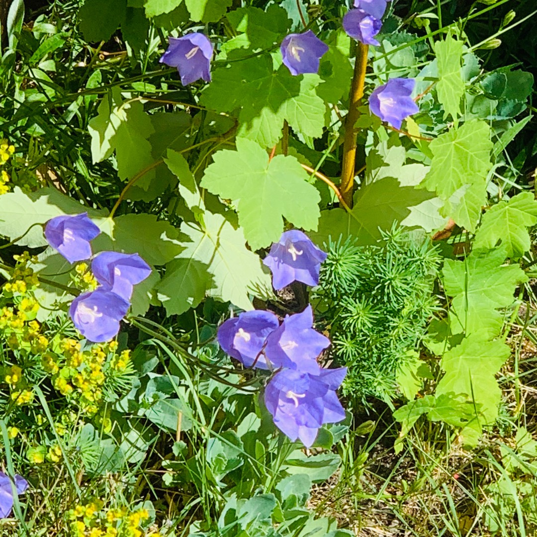 Fairy Thimble Bellflower Advance Blue in the GardenTags plant encyclopedia