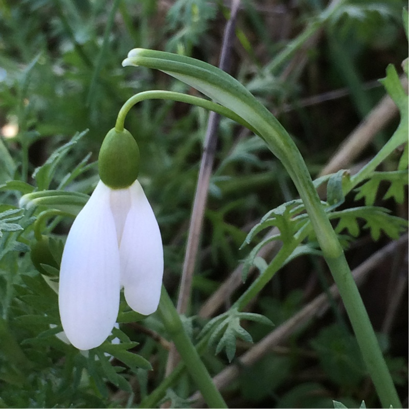 Snowdrop Magnet in the GardenTags plant encyclopedia