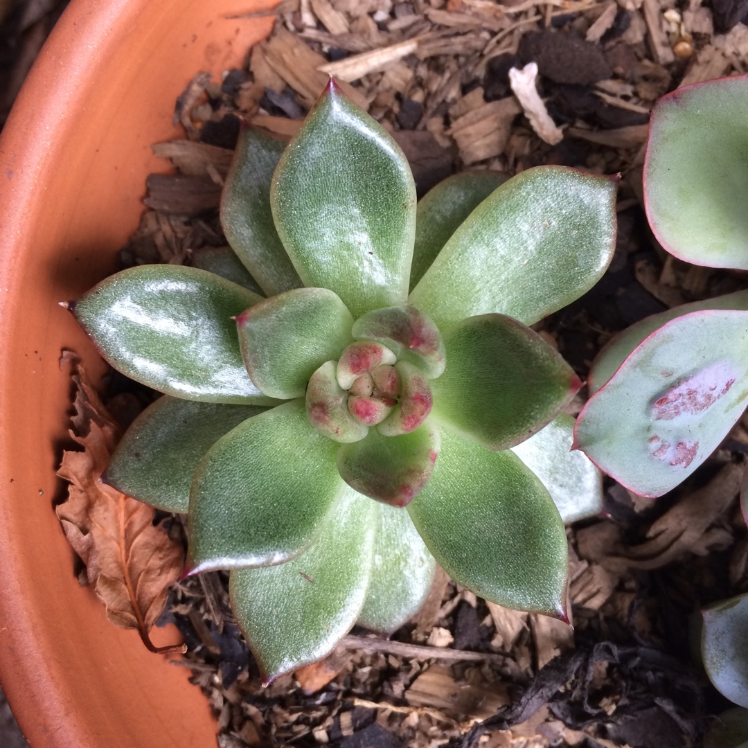 Echeveria Agavoides Blood Maria in the GardenTags plant encyclopedia