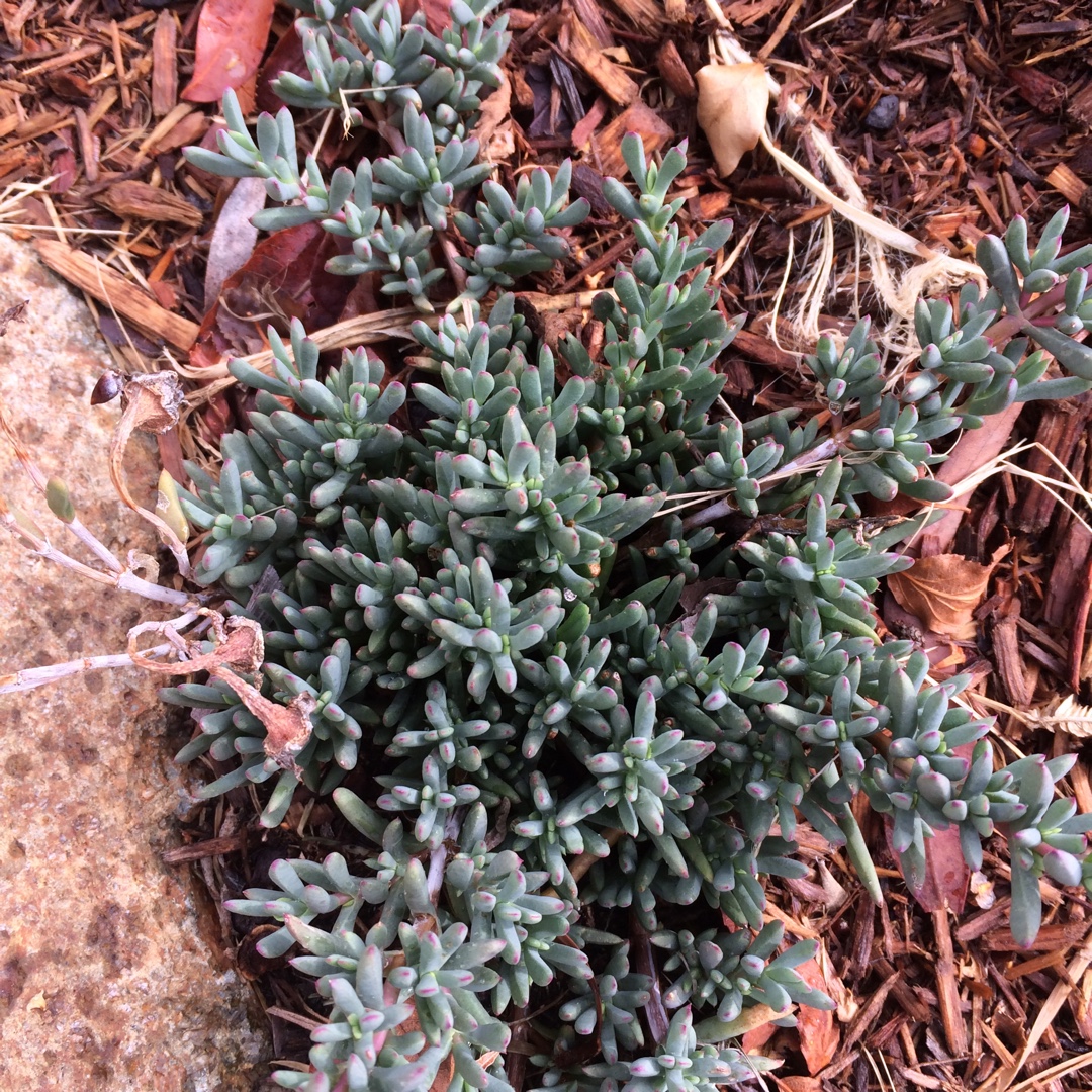 Red Pig Face in the GardenTags plant encyclopedia