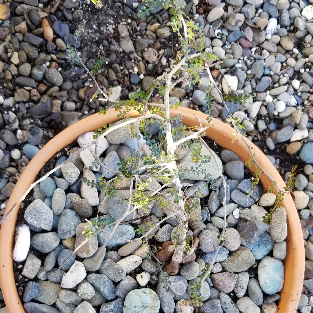 Jabily in the GardenTags plant encyclopedia