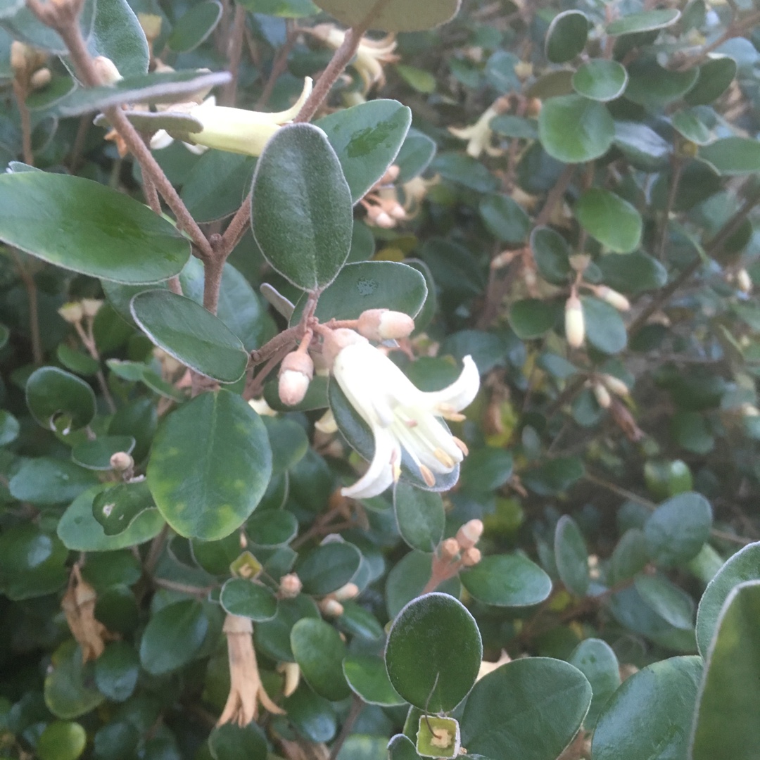 Australian Fuchsia Alba in the GardenTags plant encyclopedia