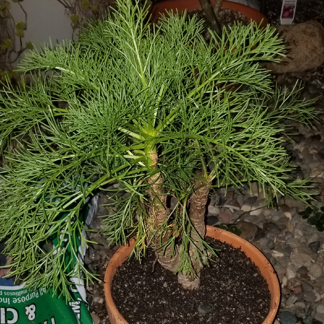 Giant coreopsis in the GardenTags plant encyclopedia