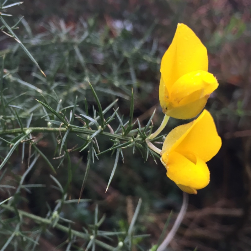 Gorse in the GardenTags plant encyclopedia