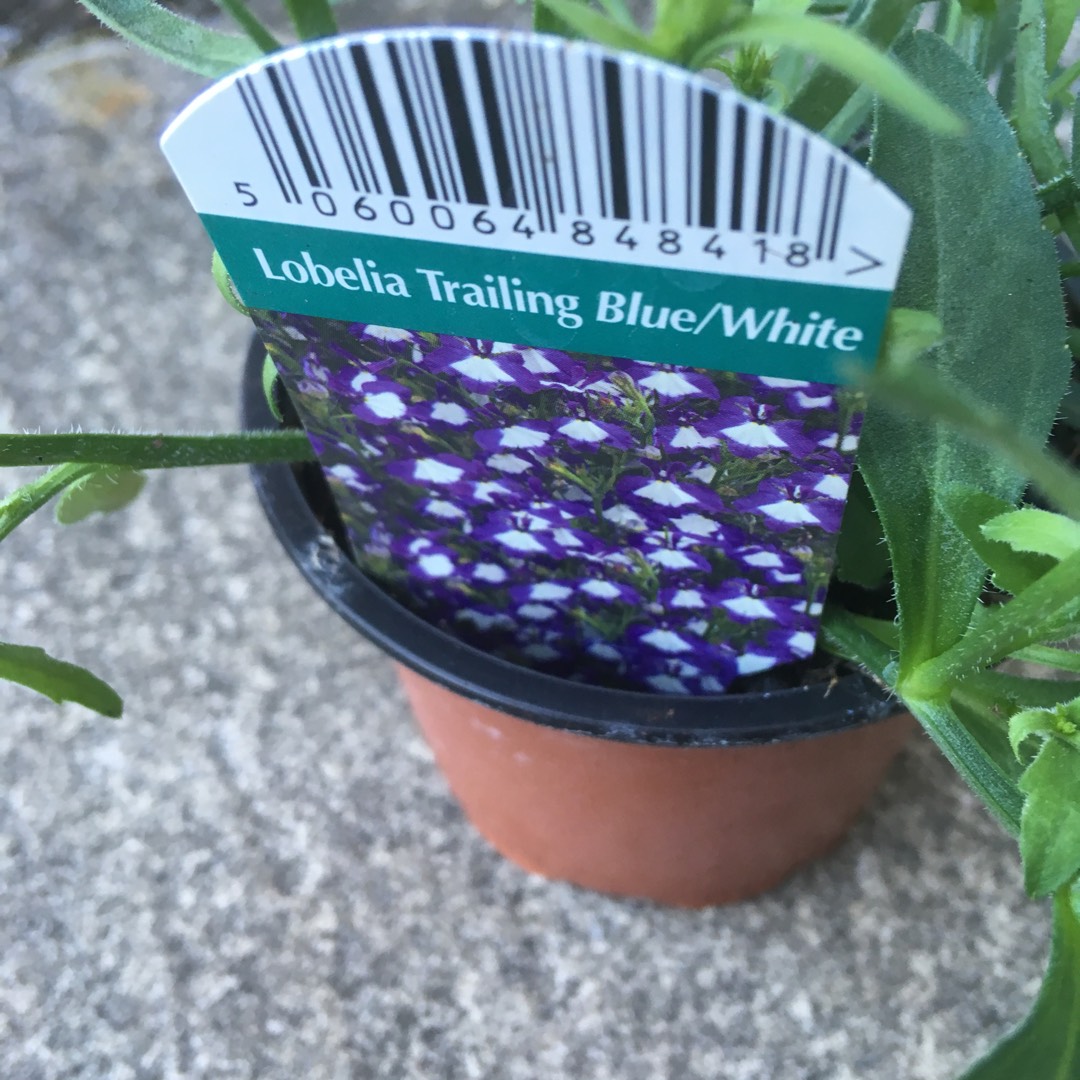 Trailing Lobelia Crimson Fountain in the GardenTags plant encyclopedia