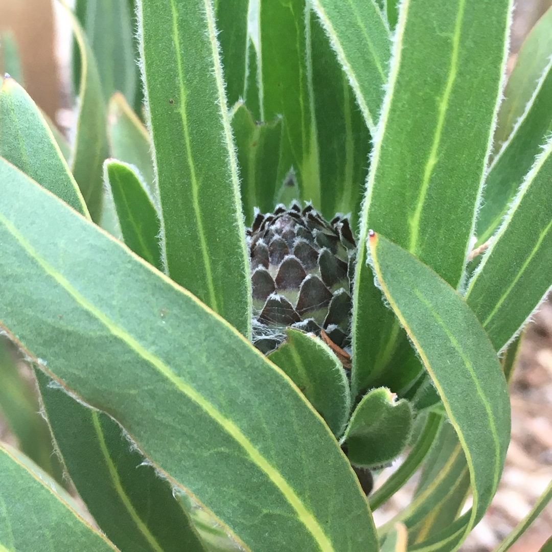 Protea Australis Ruby in the GardenTags plant encyclopedia