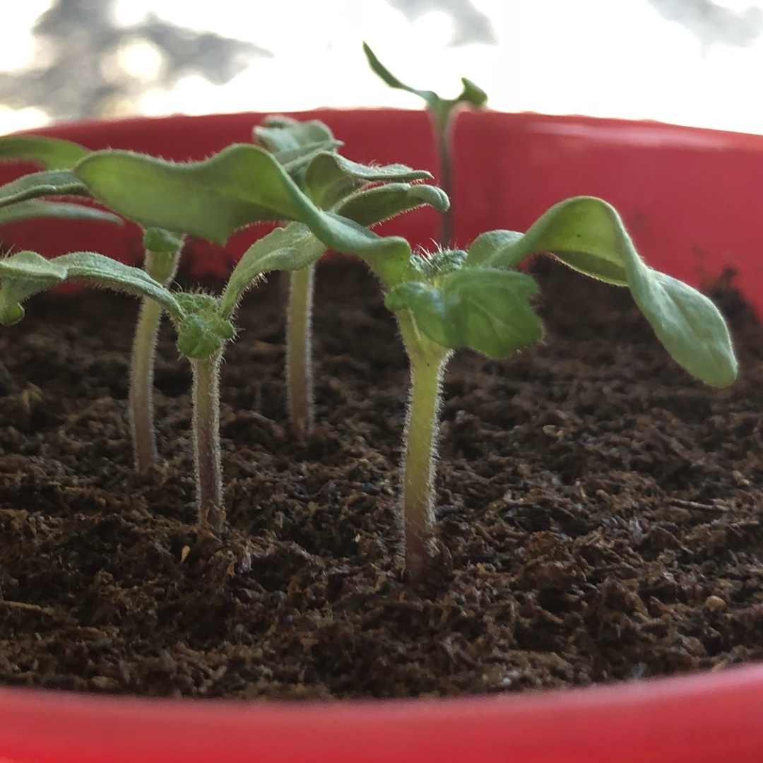 Tomato Florida Basket (Cherry Tomato) in the GardenTags plant encyclopedia