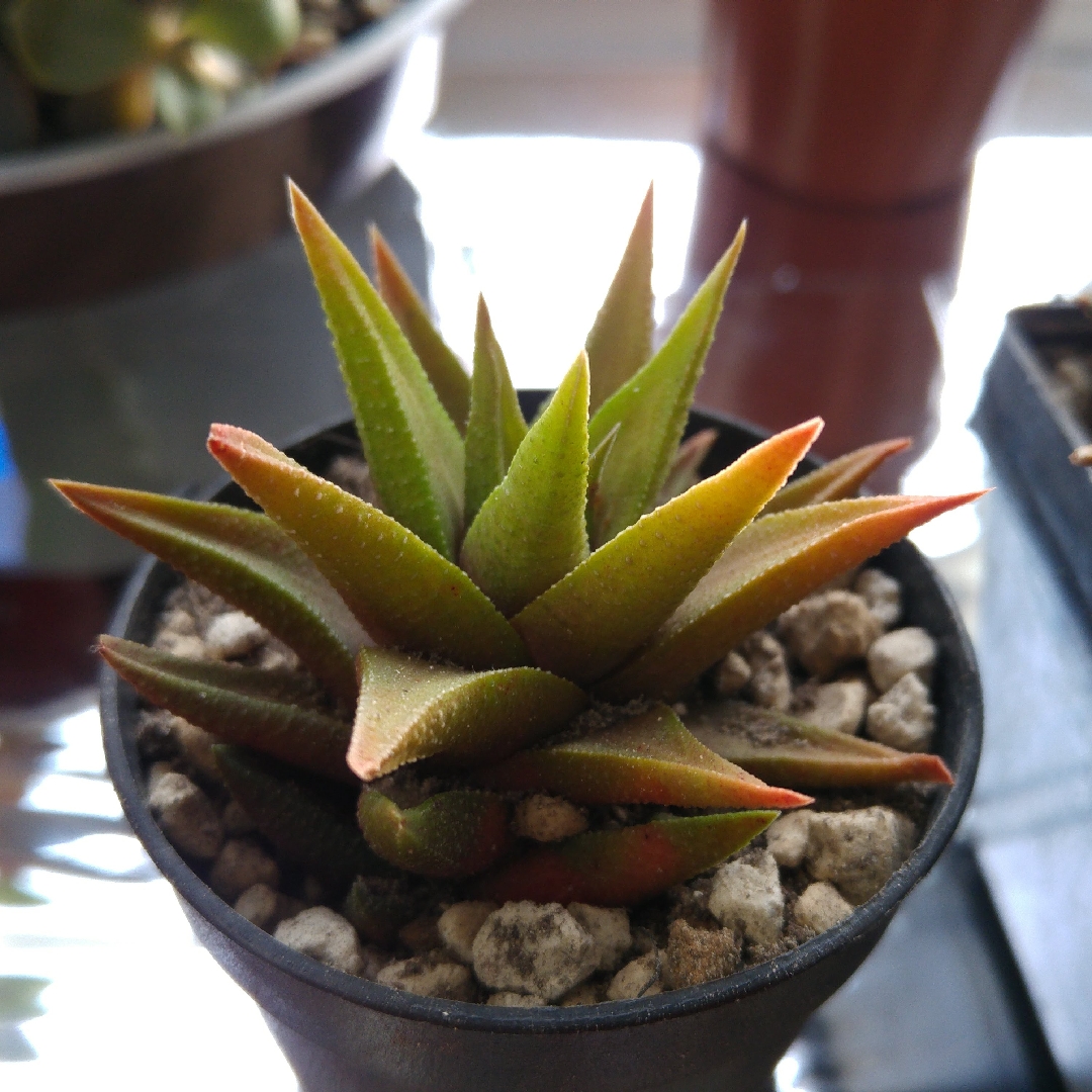 Aloe tortuosa in the GardenTags plant encyclopedia