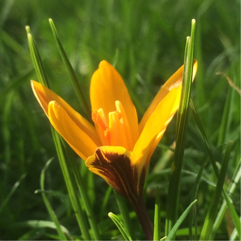 Crocus (Species) Cloth-of-Gold Crocus in the GardenTags plant encyclopedia