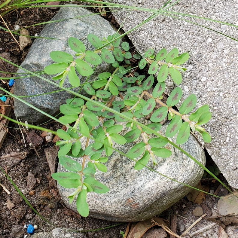 Spotted spurge in the GardenTags plant encyclopedia