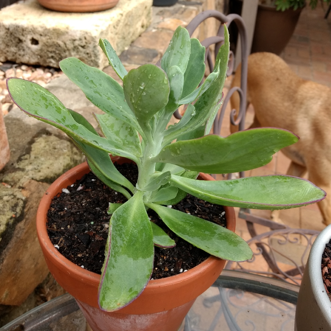 Amani Senecio in the GardenTags plant encyclopedia