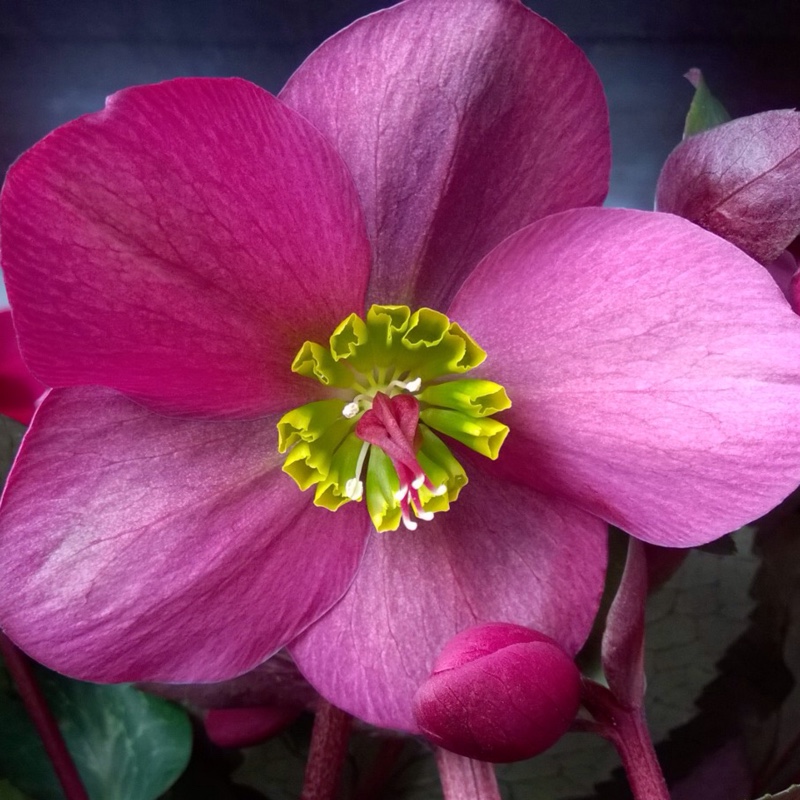 Hellebore Annas Red in the GardenTags plant encyclopedia