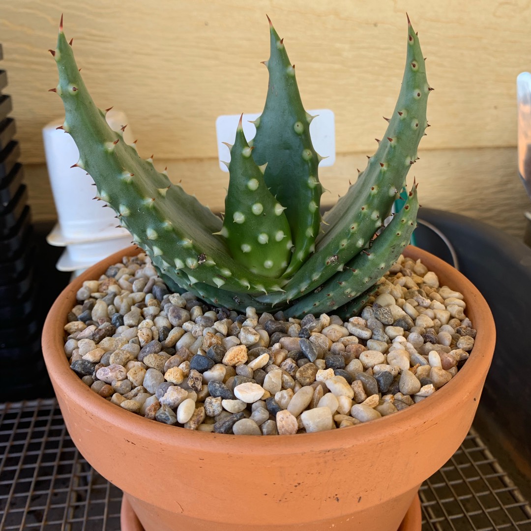 Aloe White Thorns in the GardenTags plant encyclopedia