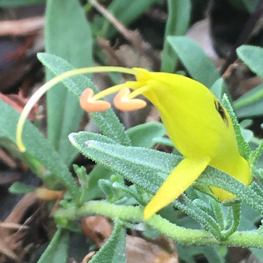 Emu Bush Belalla Gold in the GardenTags plant encyclopedia