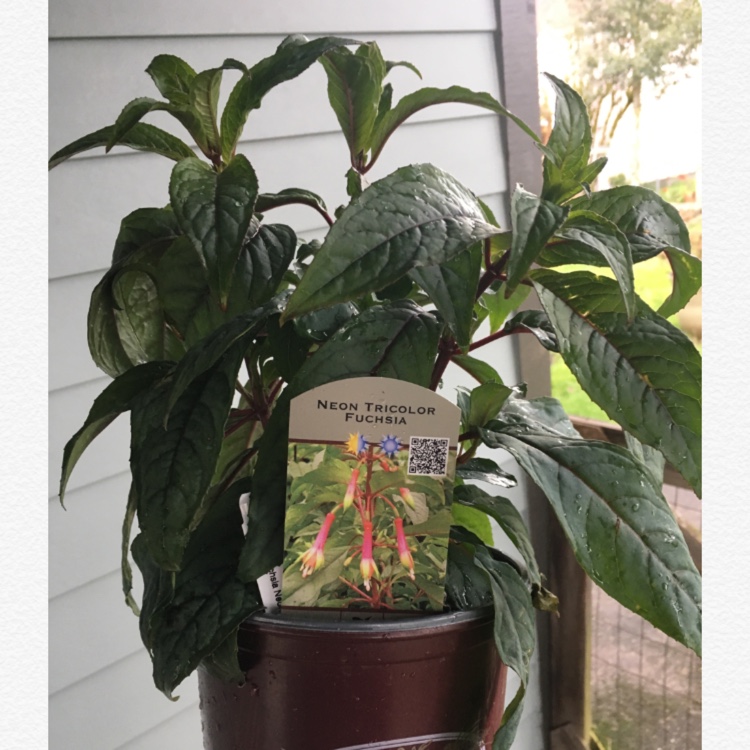 Neon Tricolor Fuchsia in the GardenTags plant encyclopedia