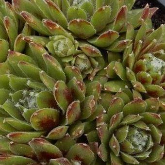 Sempervivum Winter Red in the GardenTags plant encyclopedia