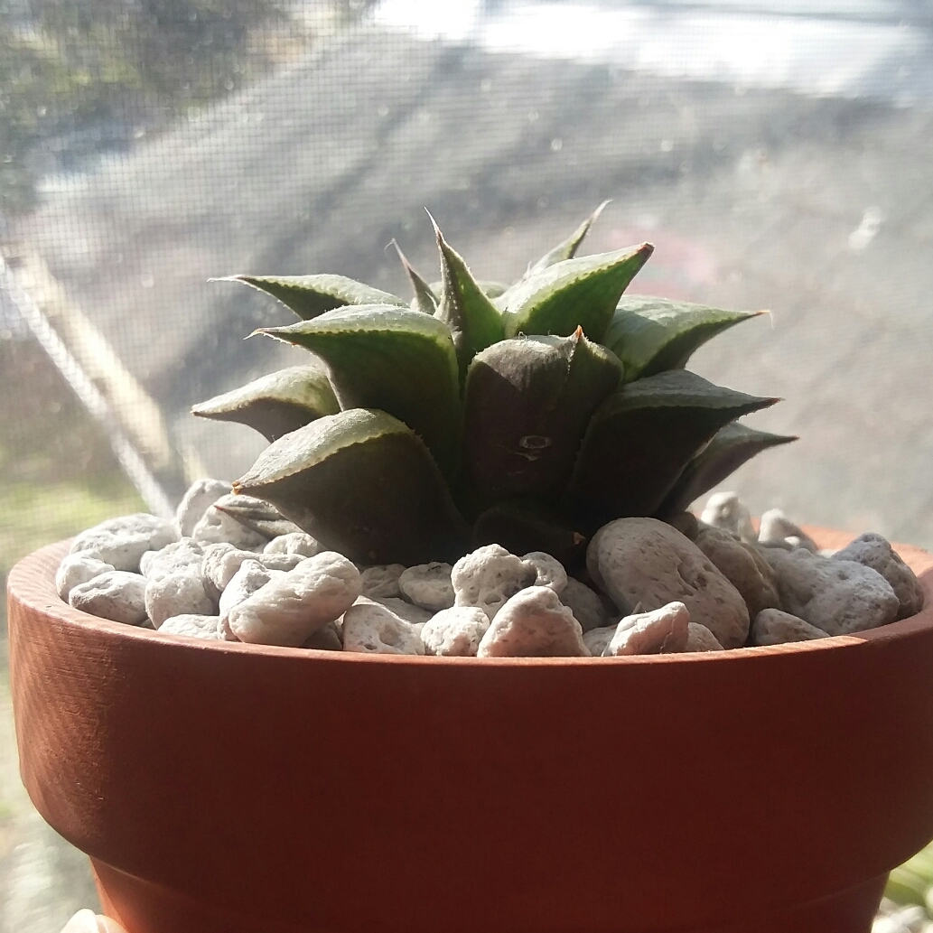 Haworthia Badia in the GardenTags plant encyclopedia