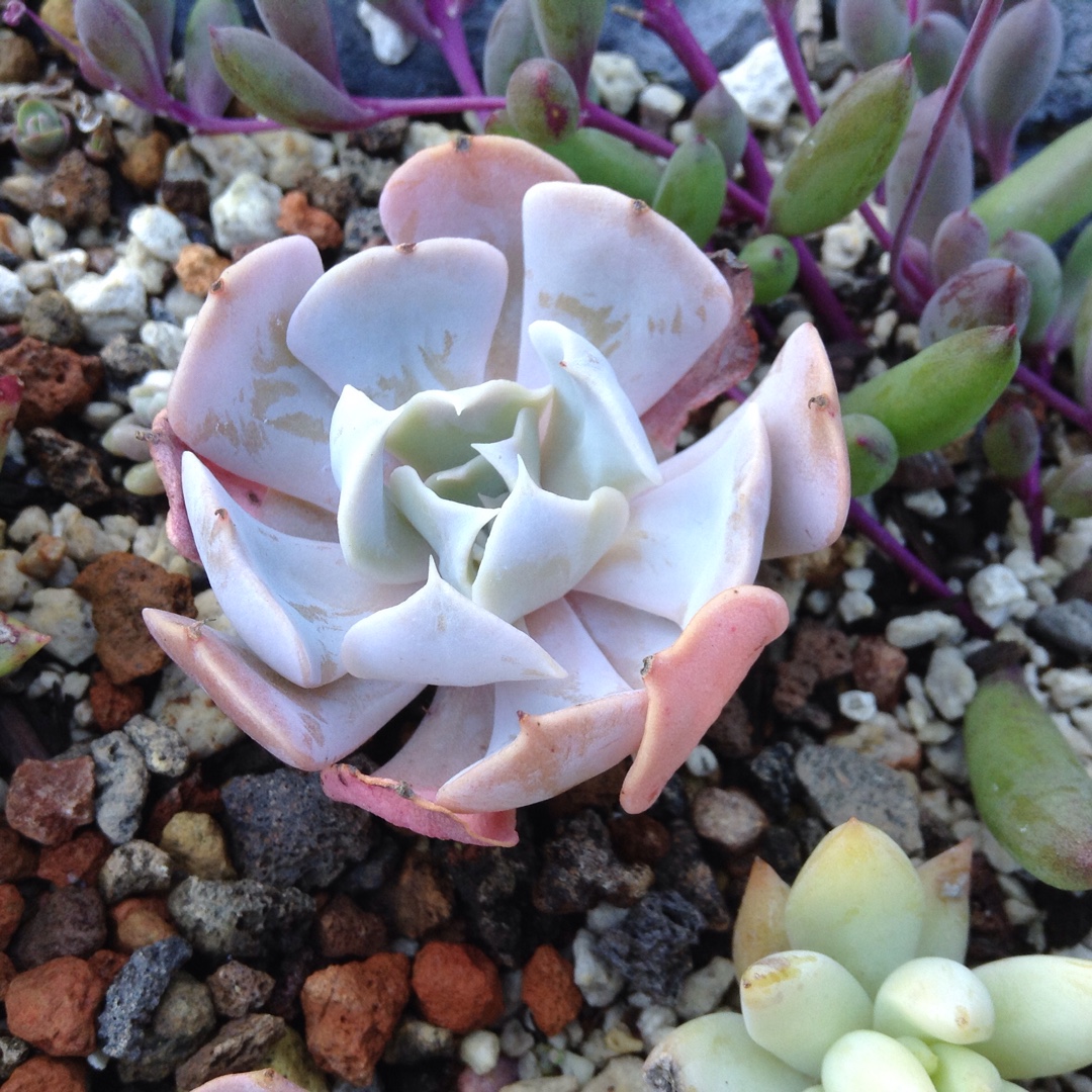 Echeveria Swan Lake in the GardenTags plant encyclopedia