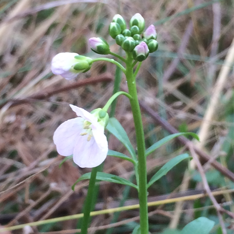 Cuckoo Flower in the GardenTags plant encyclopedia