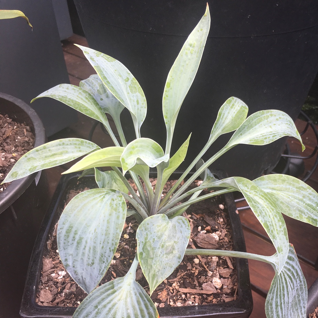 Plantain Lily Silver Knight in the GardenTags plant encyclopedia