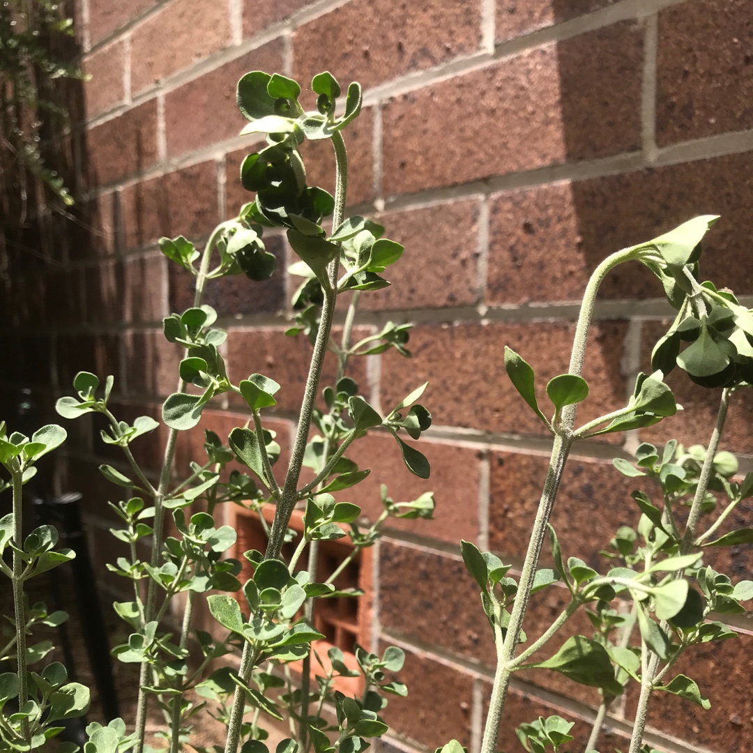 Round-leaf mint Bush in the GardenTags plant encyclopedia