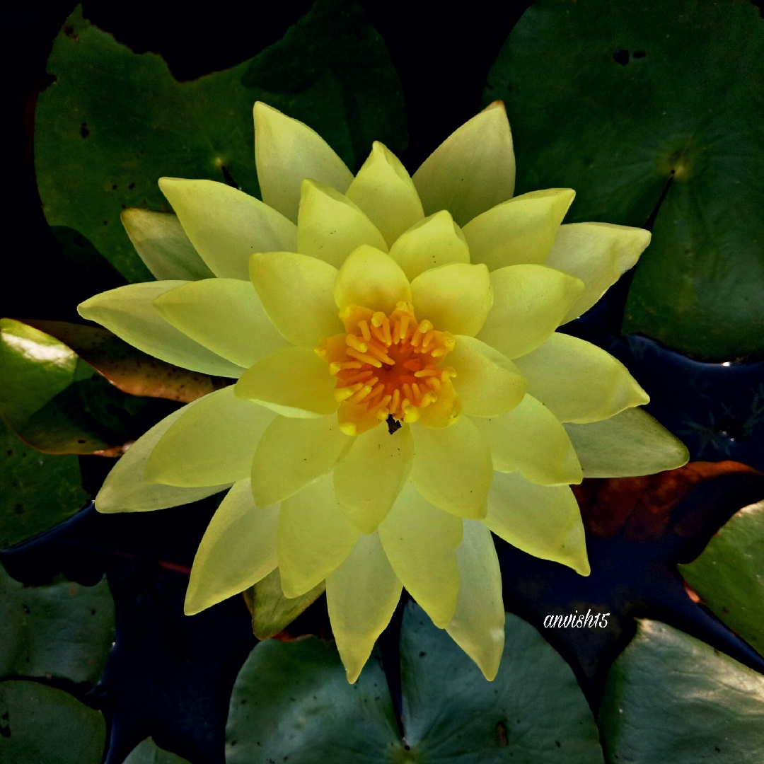 Yellow Water Lily in the GardenTags plant encyclopedia