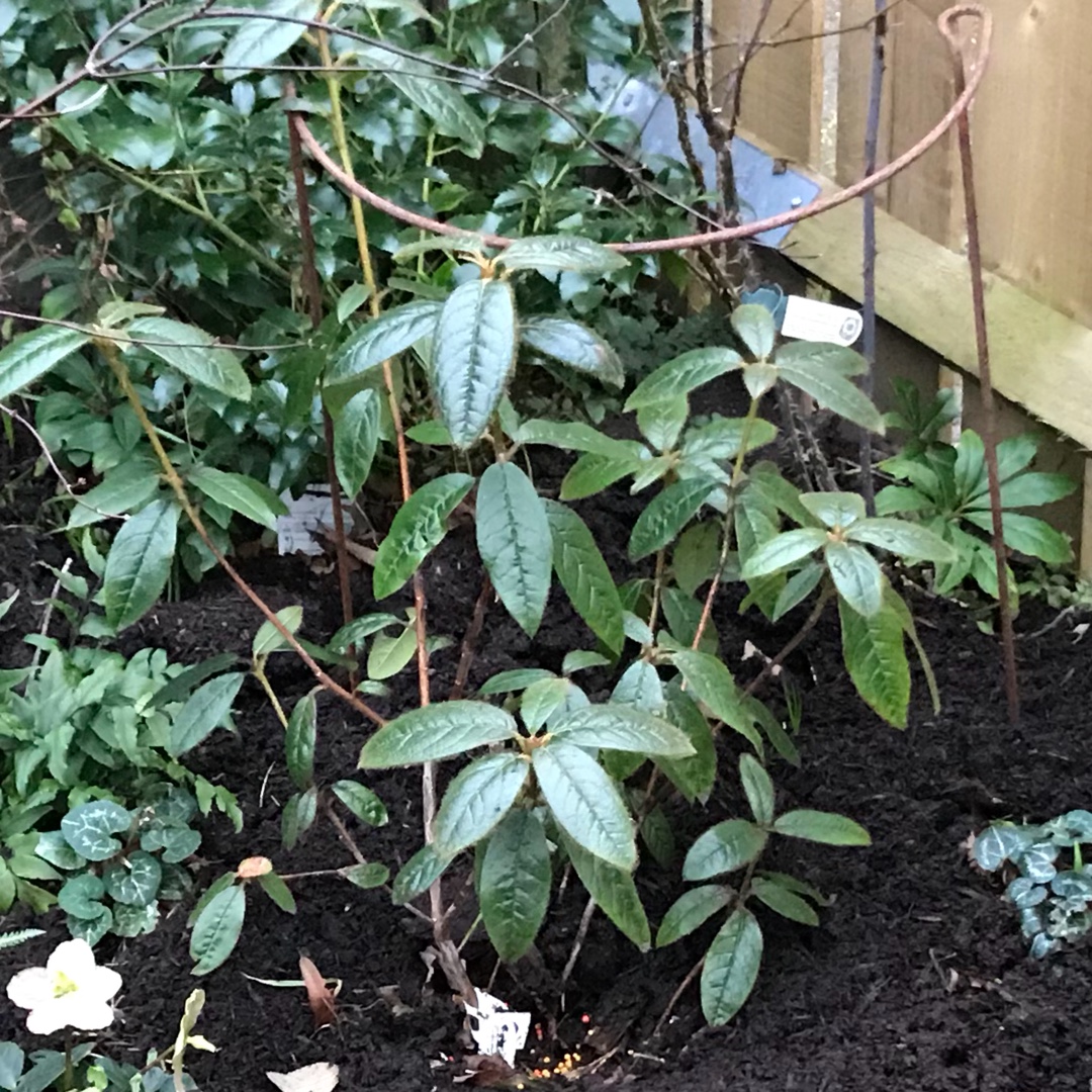 Rhododendron Princess Alice in the GardenTags plant encyclopedia